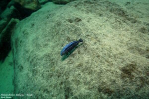 Melanochromis dialeptos